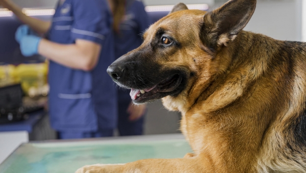 La sterilizzazione della cagna: a che serve e quali sono le caratteristiche dell’operazione.